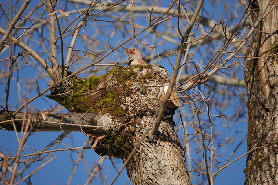 A northern flicker takes a break in a tree on Revelstoke's Fourth Street East, Friday, March 14.