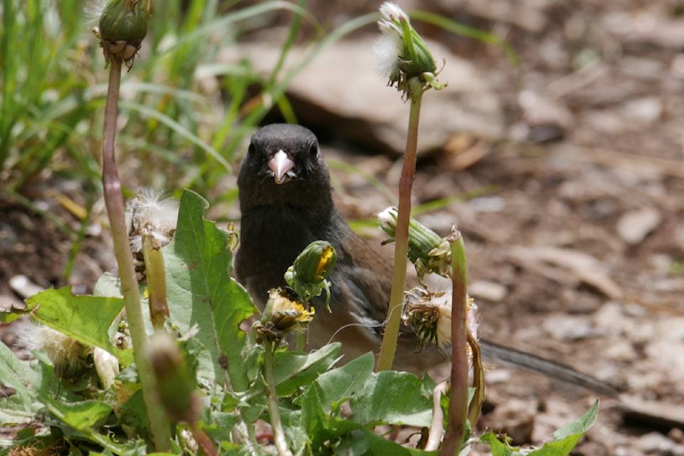 dark-eyed-junco