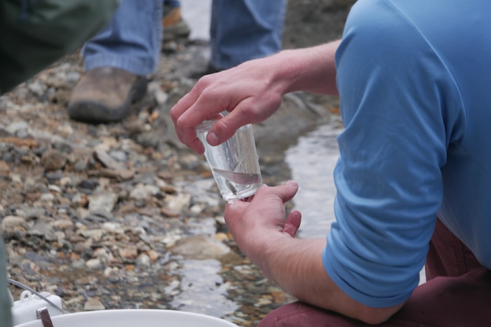The Okanagan Nation Alliance leads a sockeye salmon and sturgeon fry release from the boat ramp off Revelstoke's Centennial Park on Wednesday, May 14.