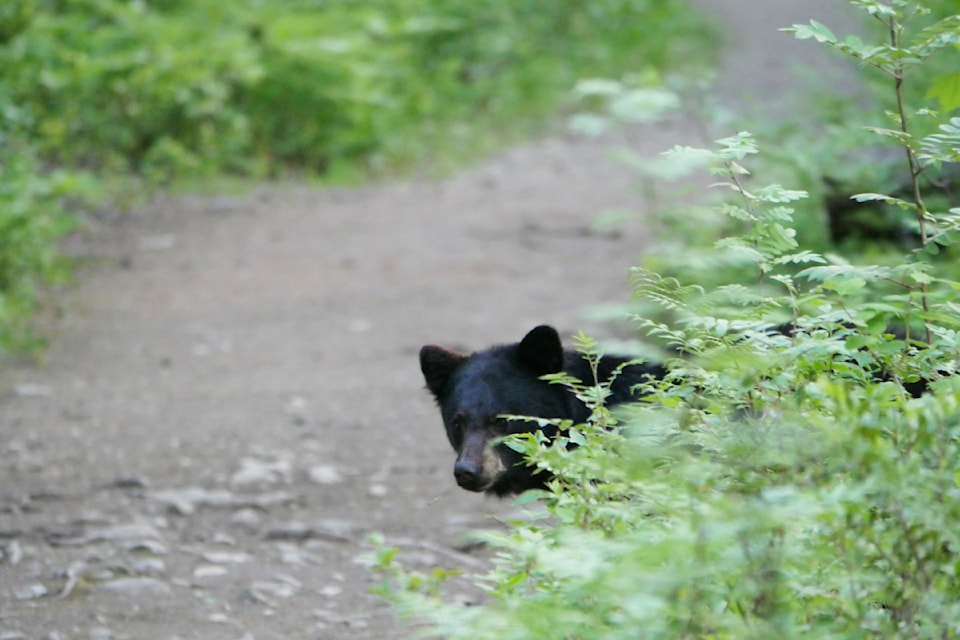 mini-bear-1