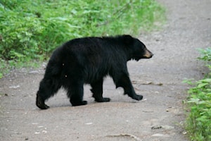 It's bear aware time in Revelstoke! Here's what to know this May