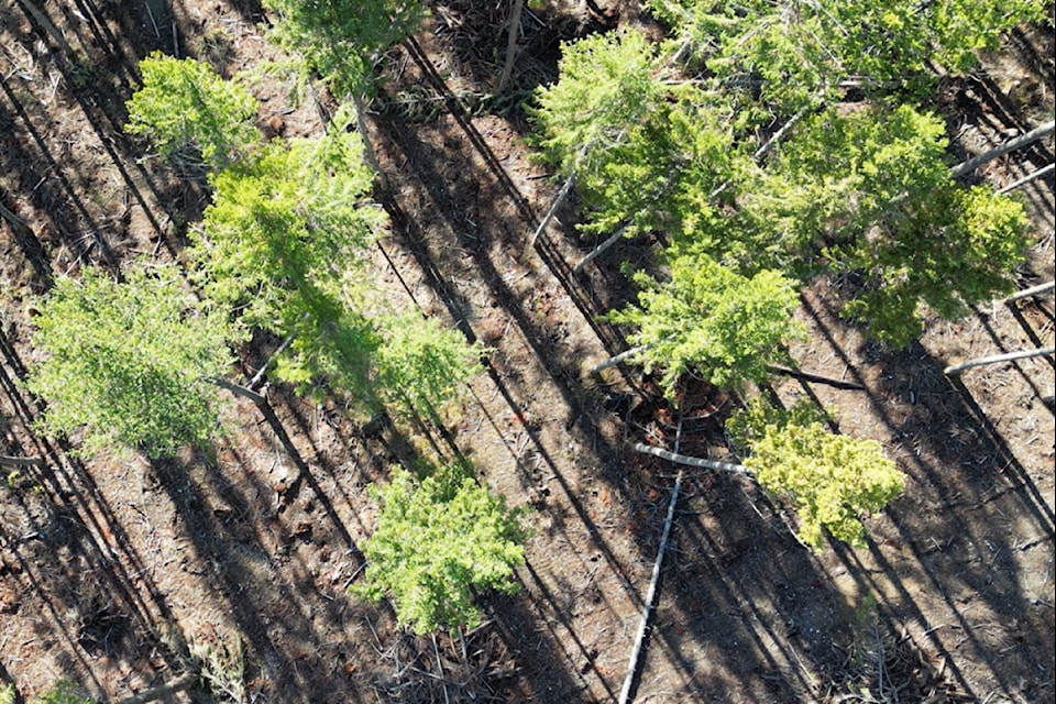 The product of previous wildfire mitigation work in Nakusp & Area Community Forest, where the Forest Enhancement Society of BC has recently funded nearly $800,000 for new mechanical and hand treatment.