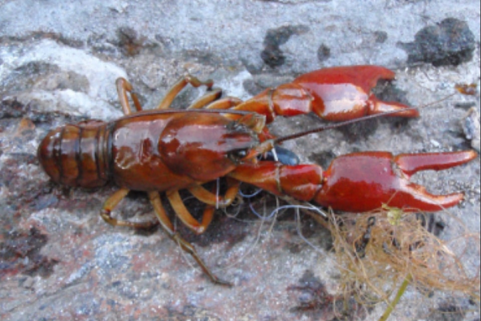 A newly-identified Okanagan crayfish (Pacifastacus okanaganensis) pictured at Fish Lake, Wash.