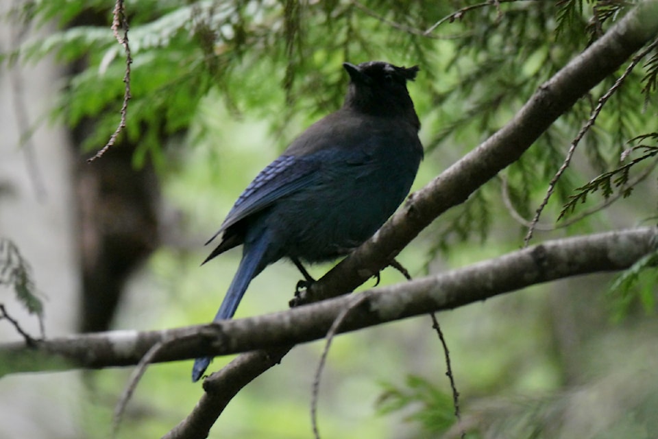 stellers-jay