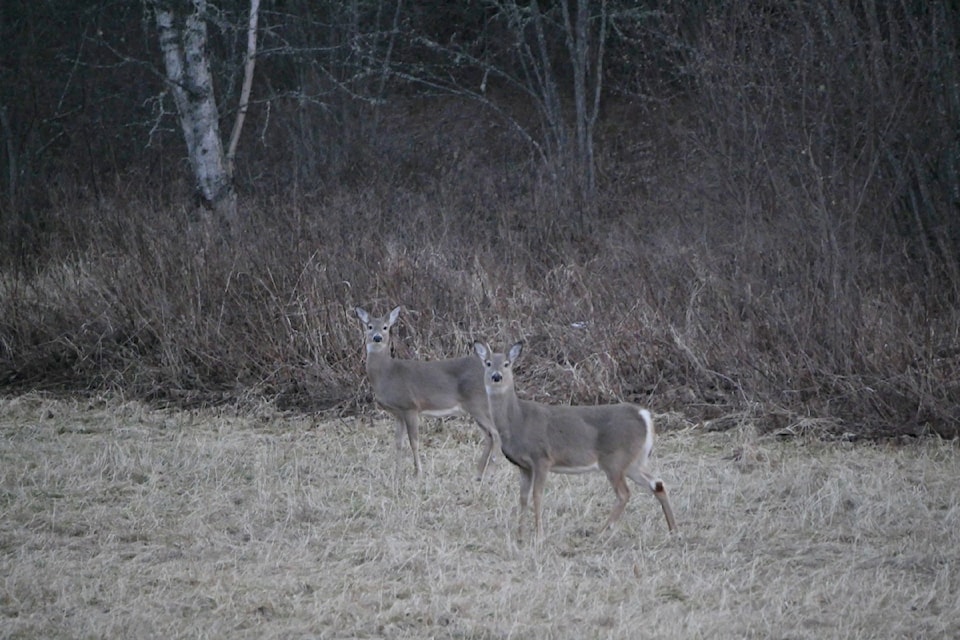 white-tailed-deer