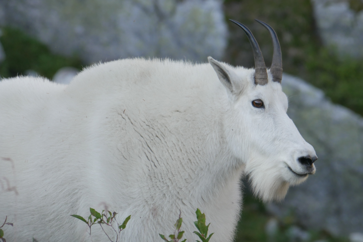 PHOTOS: Friendly phantoms of the alpine - B.C.'s mountain goat