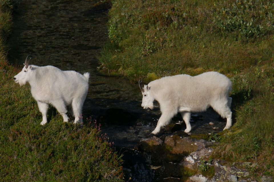 Mountain goat at Hermit Meadows in Glacier National Park on Monday afternoon, Sept. 1.