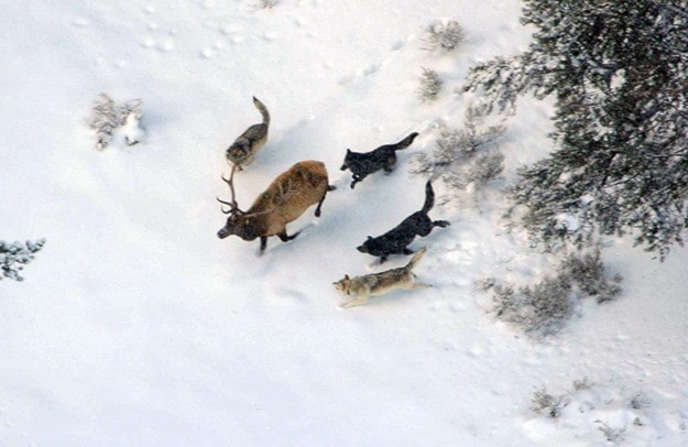 Druid wolf pack chasing bull elk;
Doug Smith;
December 2007