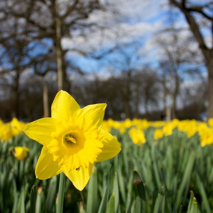 18541revelstokedaffodils