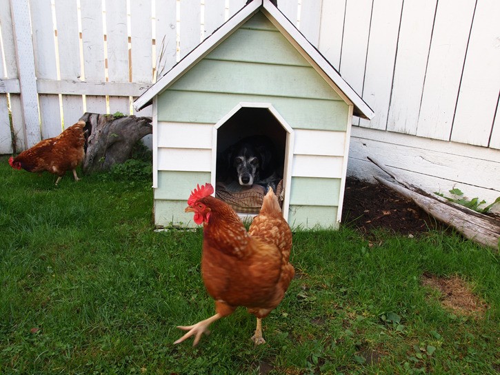 City explores bylaw to allow backyard chickens in Prince Rupert