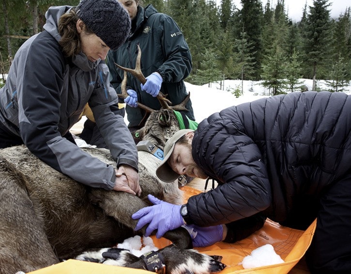 3294revelstokeWildlife-Veternarian-and-Biologist-Brian-Macbeth-takes-a-blood-sample-while-RCRW-ED-Kelsey-Firk-helps-stabilize-the-caribou_Photo-Rob-Buchanan