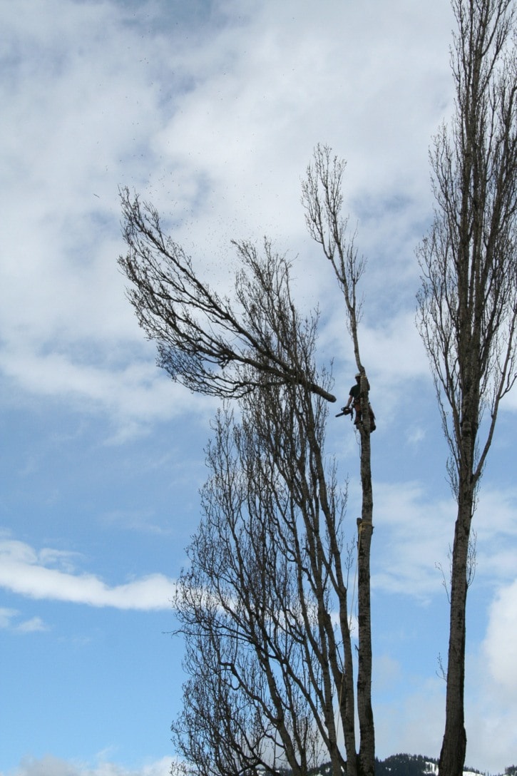 71840revelstokeCentennialParkTrees005