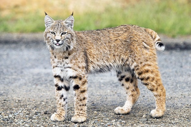 72050revelstokeBobcat3