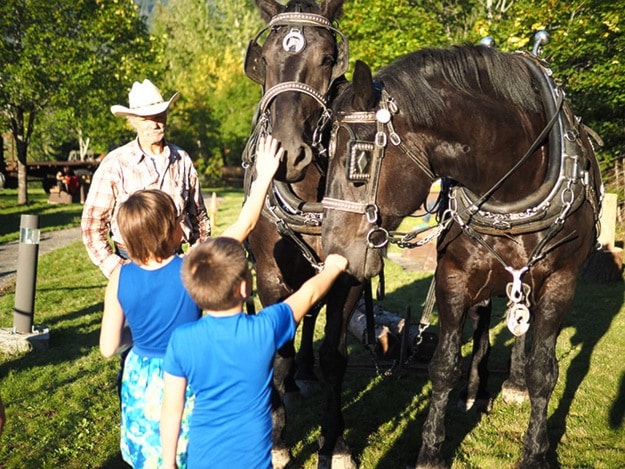 The Percherons were very friendly while children pet and fed them.