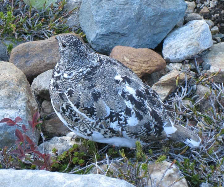 75397revelstokeWhite-tailedPtarmiganLouisPellandphoto