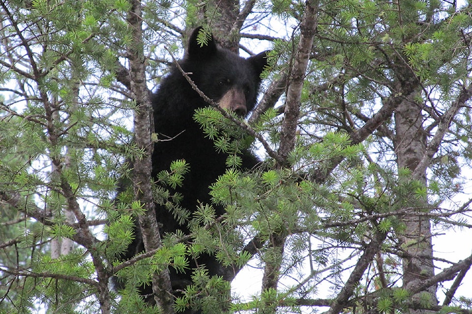 web1_170531-RTR-Bear-in-tree