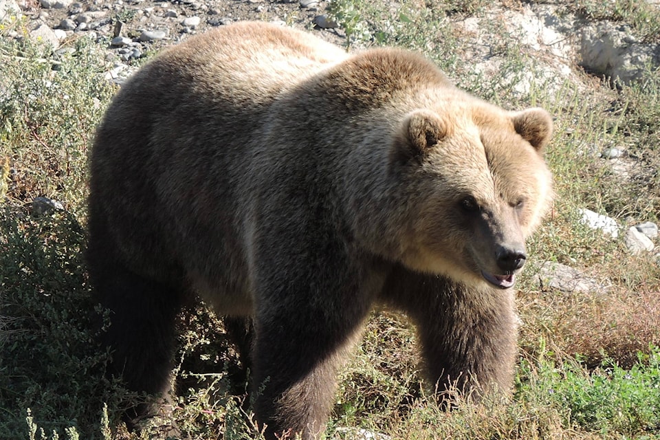 9176717_web1_grizzly-bear