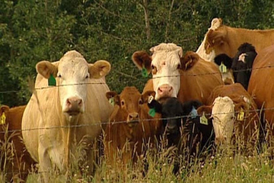 10192985_web1_180115_VMS_cattle-grazing-in-Okanagan