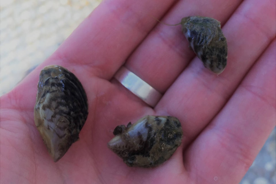 11777612_web1_180516-RTR-zebra-mussels_2