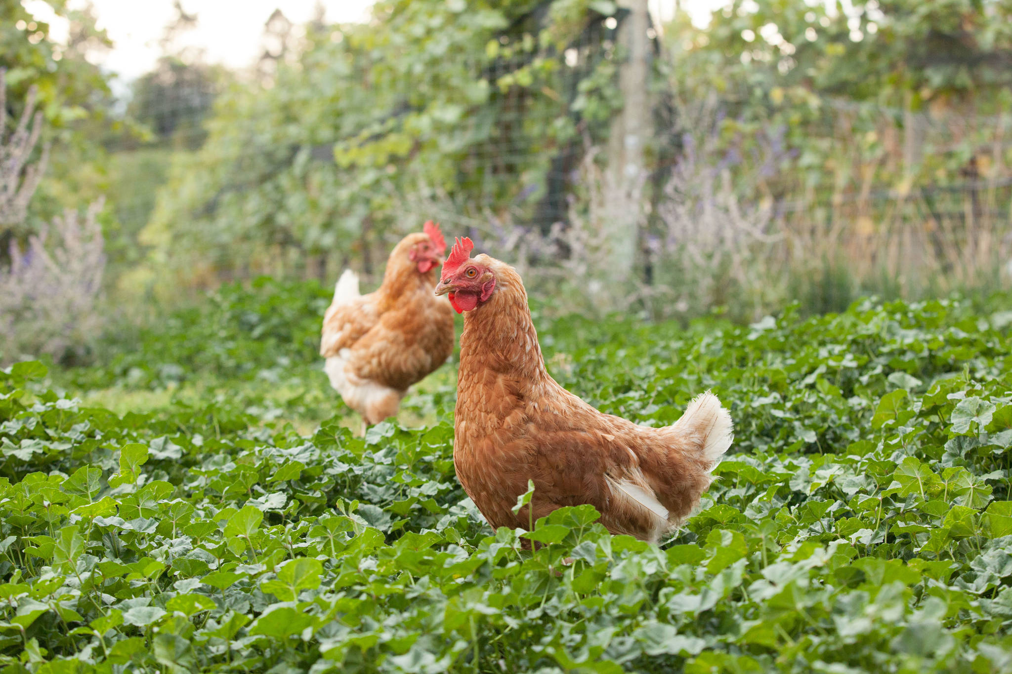 11828172_web1_Switchback_Chickens_Credit_The_Field_Guide_Photography