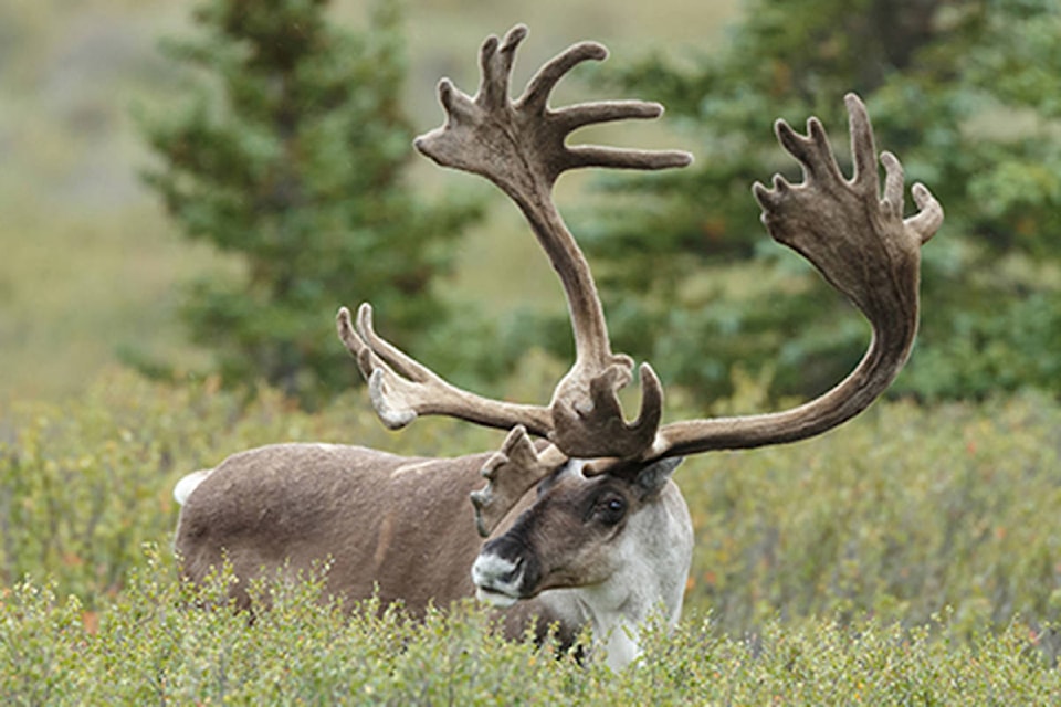 12078463_web1_180425-QCO-caribou-recovery-program1_1