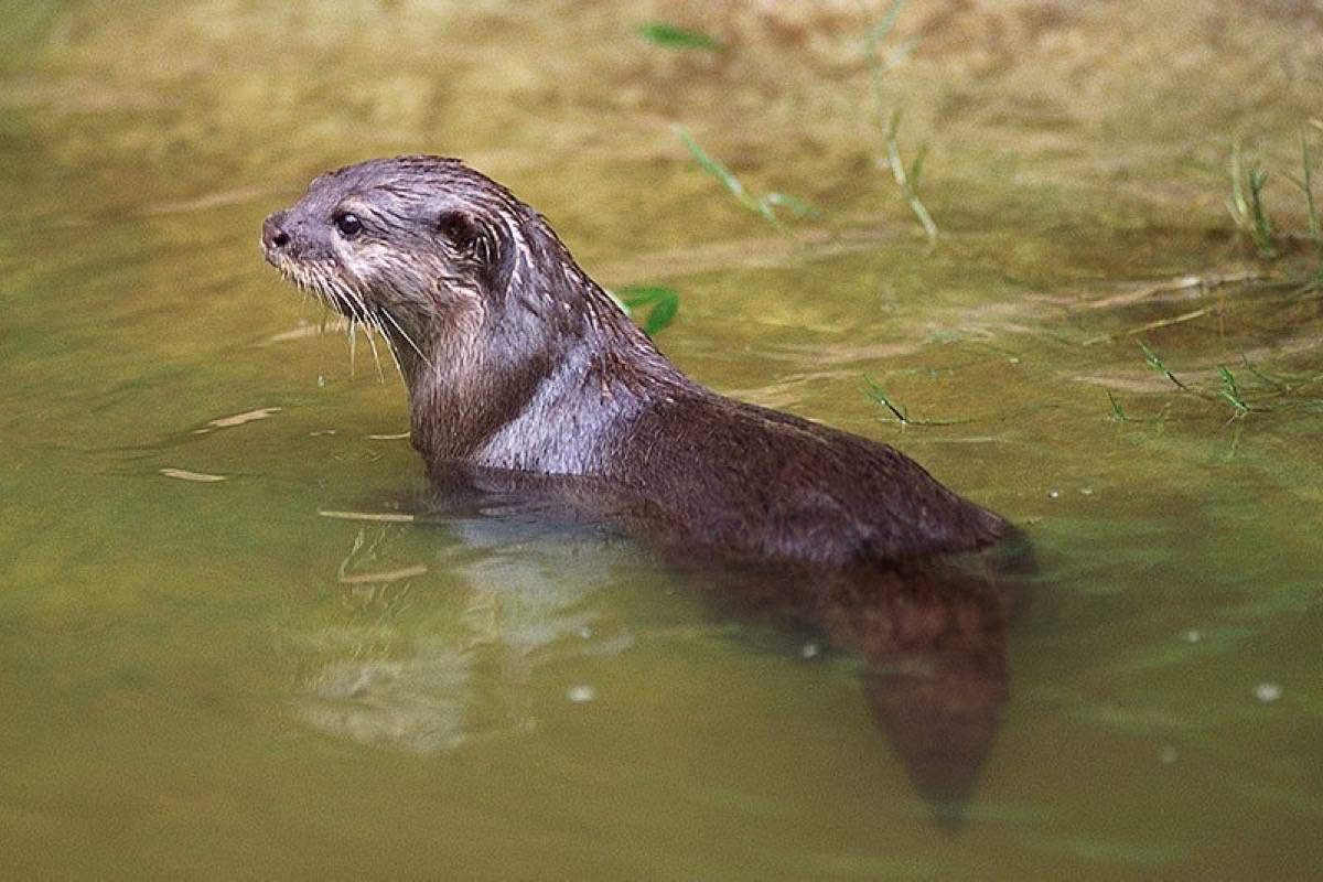 Otter attacks 10-year-old in Vancouver Island river