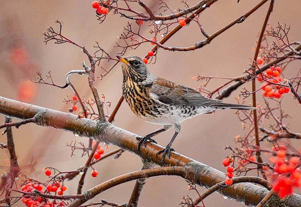 14875956_web1_Rare-fieldfare2