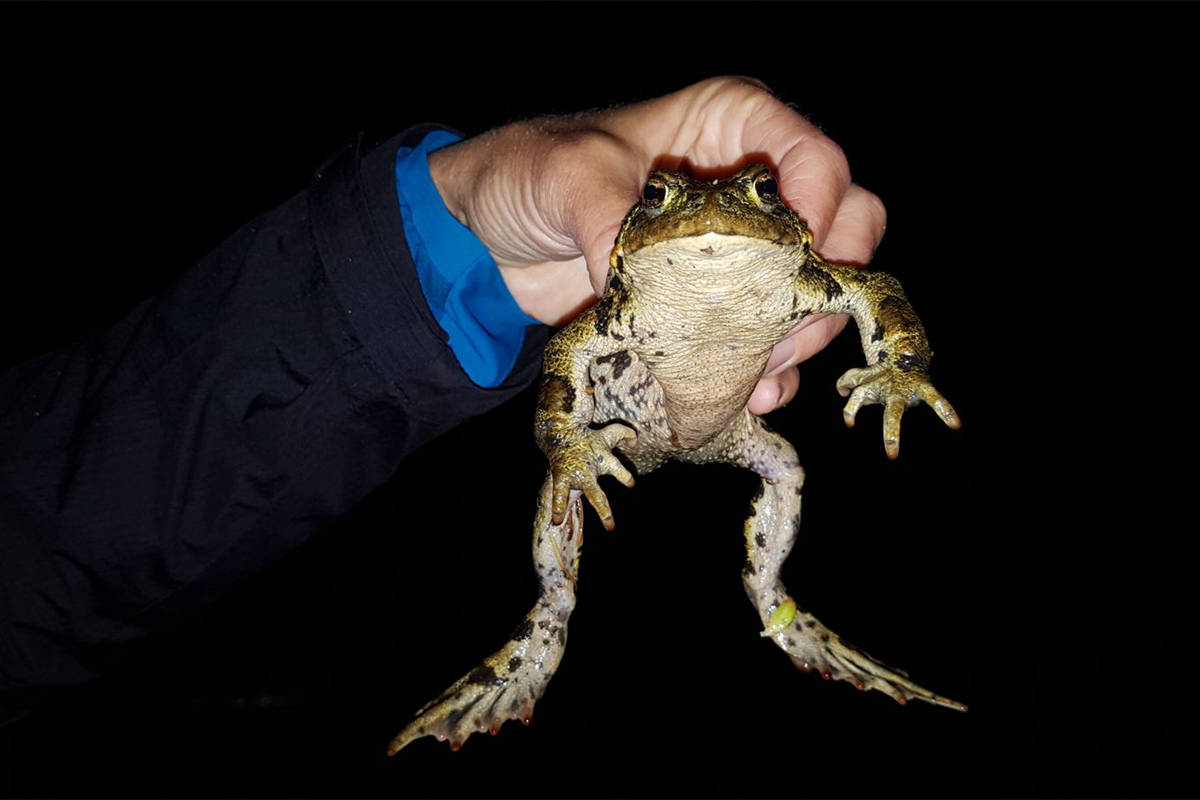 15088726_web1_Western-toad3