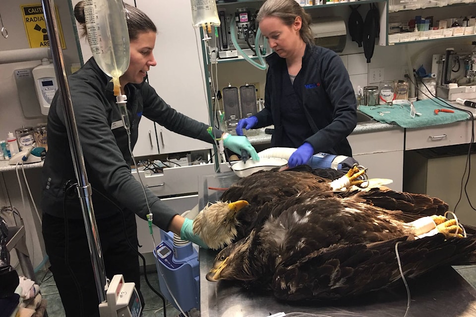 15283753_web1_190123-CCI-poisoned-eagles_4