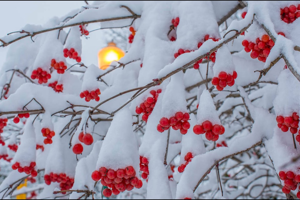 Environmental Canada has issued a winter storm warning and heavy snowfall warning for Revelstoke. Total snowfall of up to 60 cm is expected in the next couple days. (Liam Harrap/Revelstoke Review)