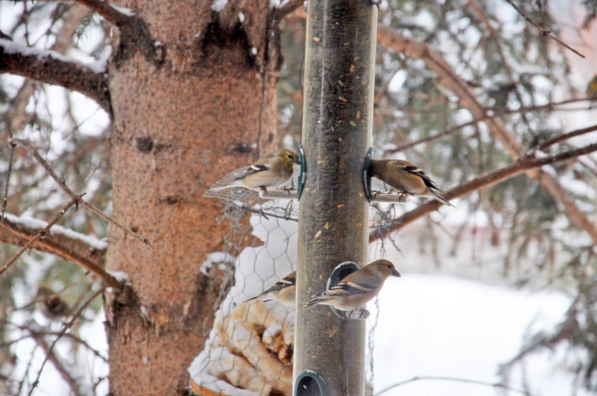 15534984_web1_birdcount1