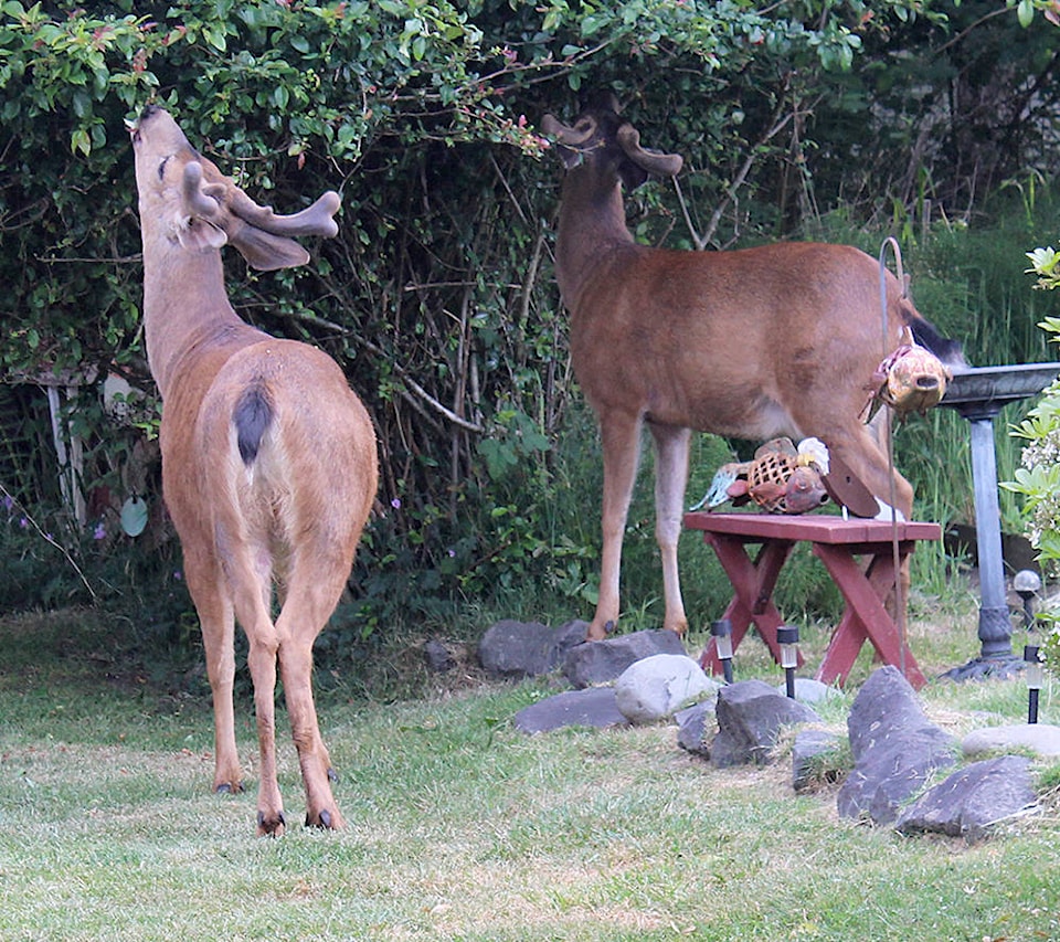 16053673_web1_Deer-Feeding-PRINT-1