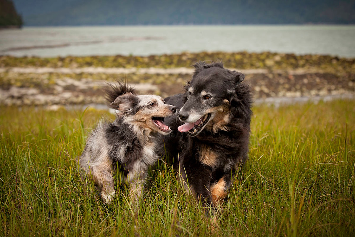Okanagan collie deals rescue