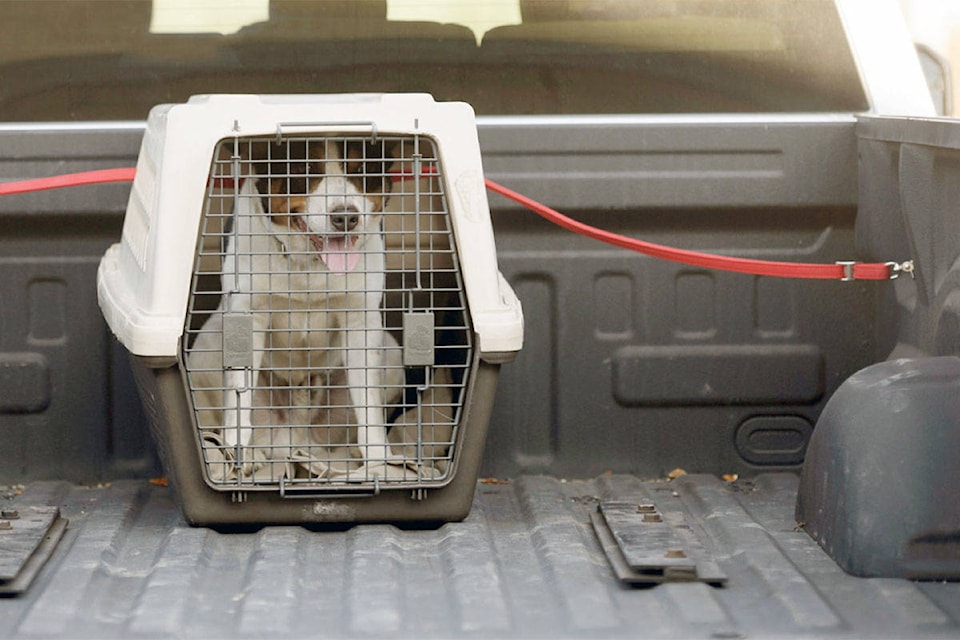 16797881_web1_dog-restrained-in-back-of-pick-up-truck-copy