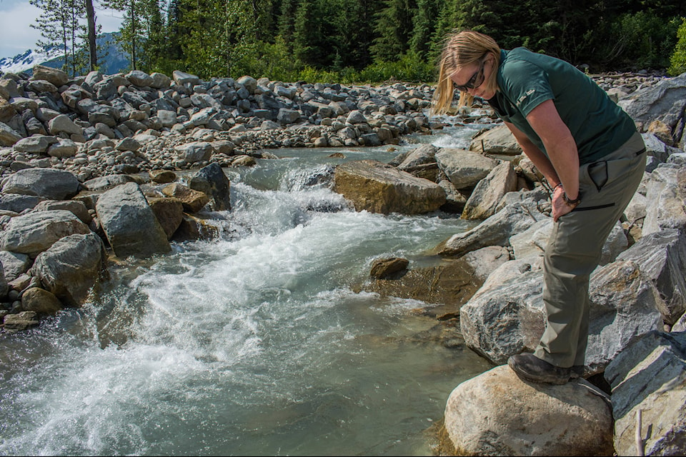 Danielle Backman, impact assessment scientist for Glacier National Park, checks for bull trout on Connaught Creek. (Liam Harrap/Revelstoke Review)