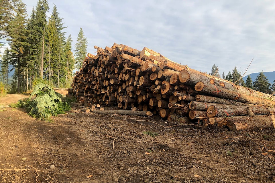 Trees have been selectively removed from the future Begbie Falls Recreation Site campground. (Liam Harrap/Revelstoke Review)