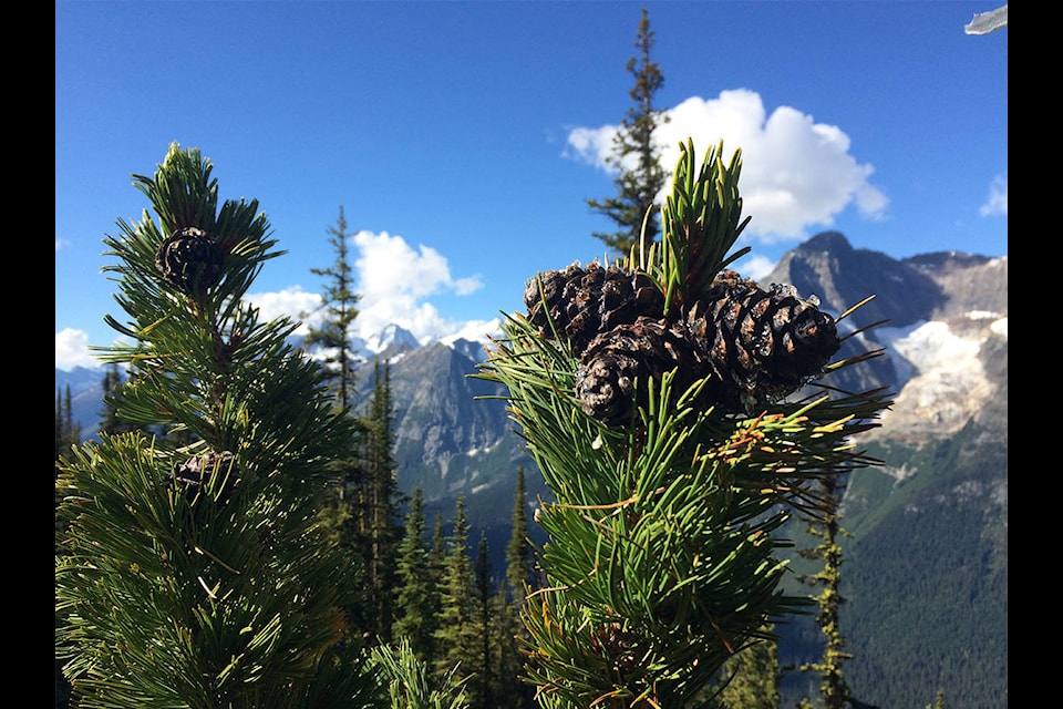 Whitebark pines have a special relationship with the Clark’s nutcracker. The bird uses its specialized beak to open cones, remove seeds and buries them for winter meals. If forgotten, the seed germinates into a sapling. The cones are also food for grizzly bears. (Photo from Parks Canada)