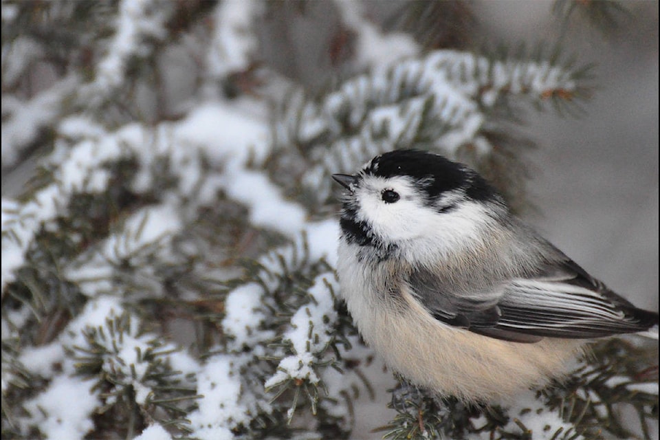The black-capped chickadee has the fastest rate of decline in Mount Revelstoke and Glacier National park at more than 39 per cent a year. (Photo by Ashley Hillman)