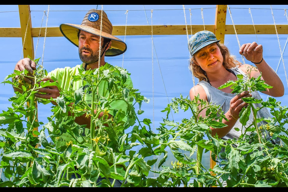 Chris Rubens and Jesse Johnston-Hill started First Light Farm this spring. Here, they’re tending to their tomatoes. (Liam Harrap - Revelstoke Review)