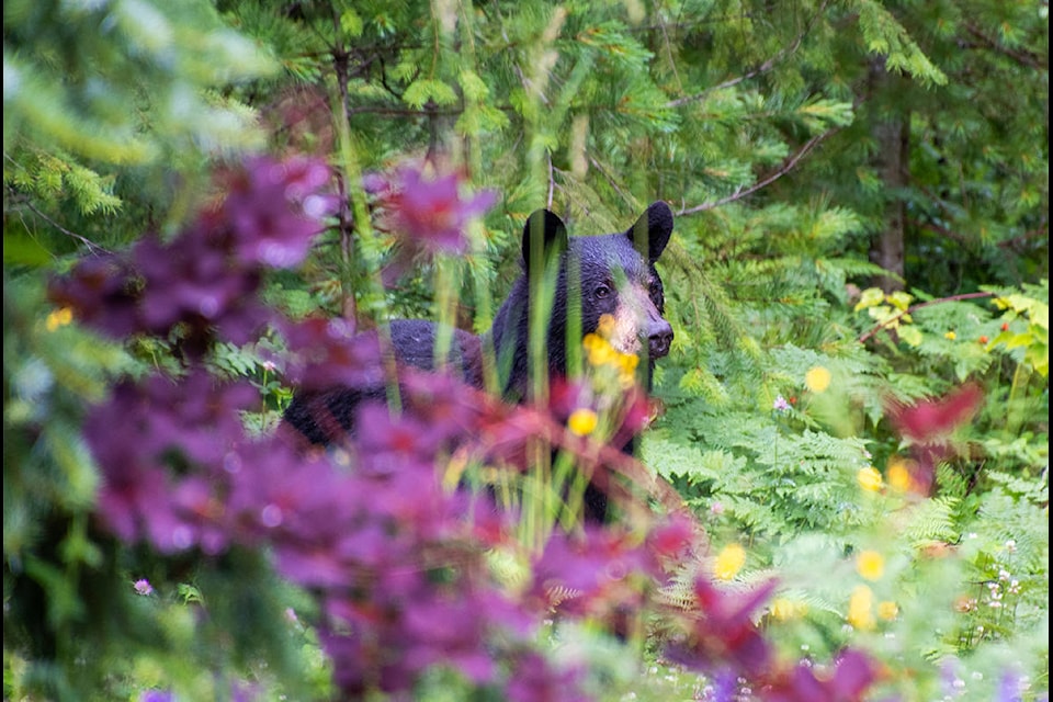 A bear peers into the world of humans near Revelstoke. (Photo by TJ Balon)