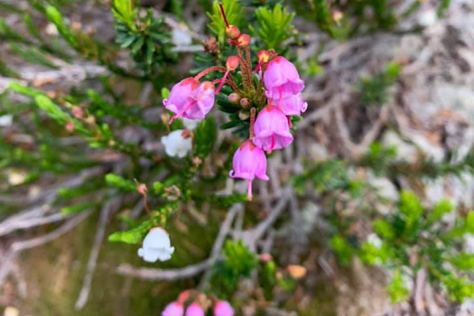 22432395_web1_200820-RTR-wildflower-photos_6