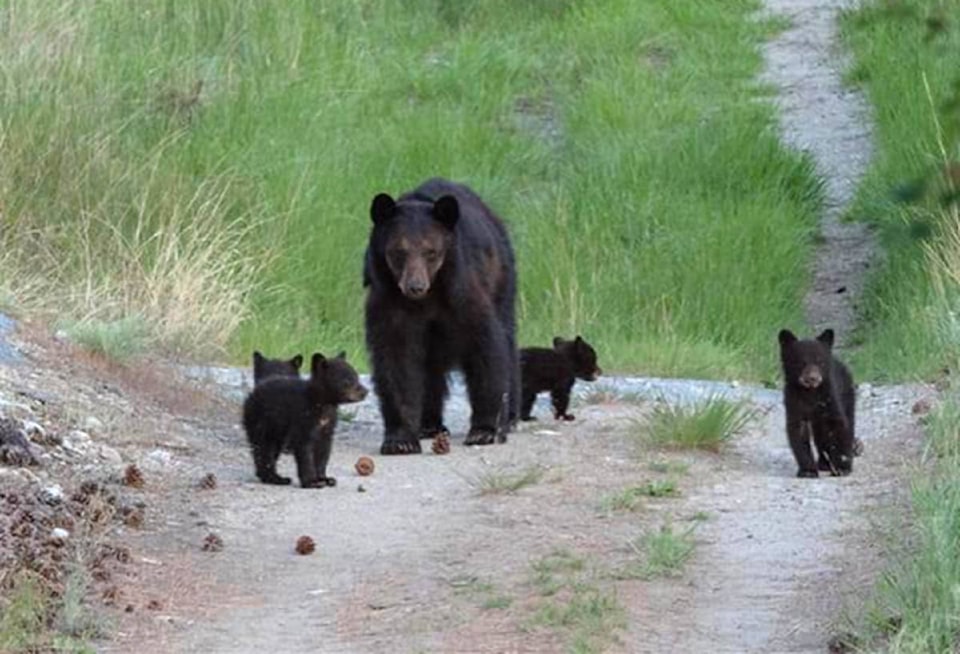 23405492_web1_BearAndFiveCubs