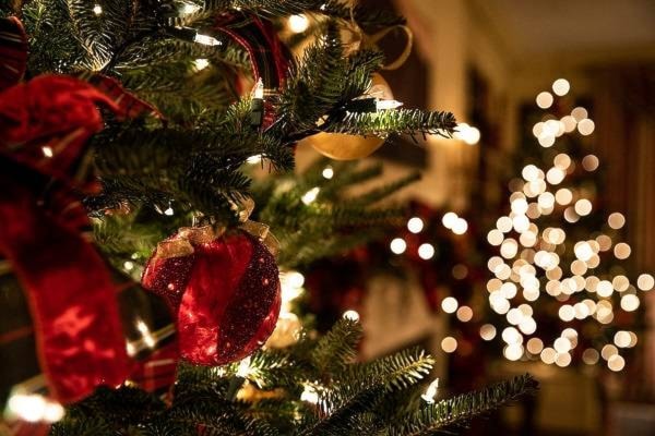 23488229_web1_Christmas-trees-1188x792