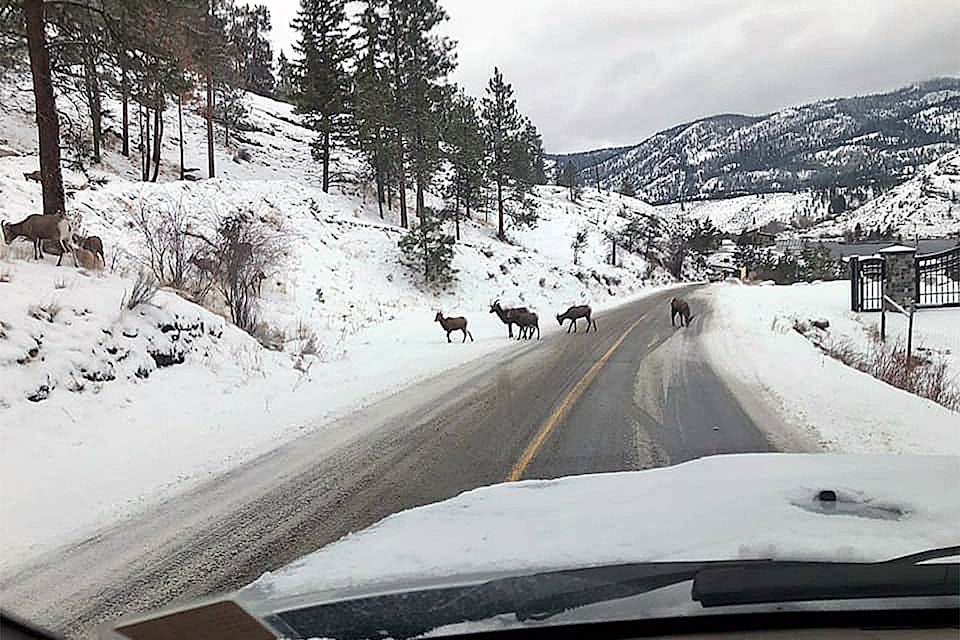 Other commenters on social media pointed out that there were a large number of mountain goats seen on or near the road where the accident happened.(Facebook)