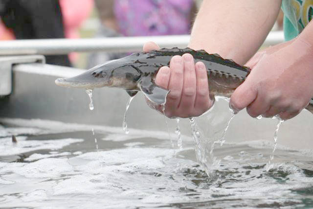 Bc clearance sturgeon fishing