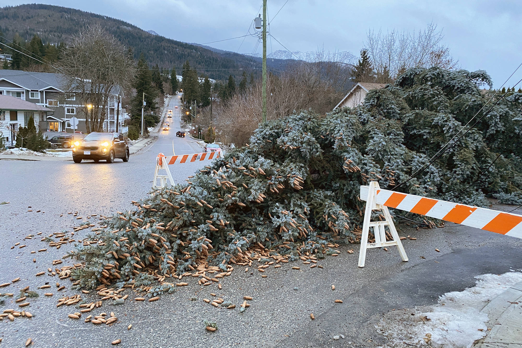 23906209_web1_210115-SAA-windstorm-trees-down_3