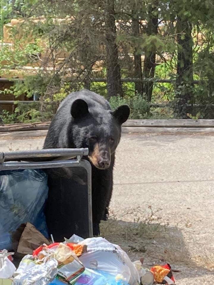 Bear snacks on garbage in Okanagan Revelstoke Review