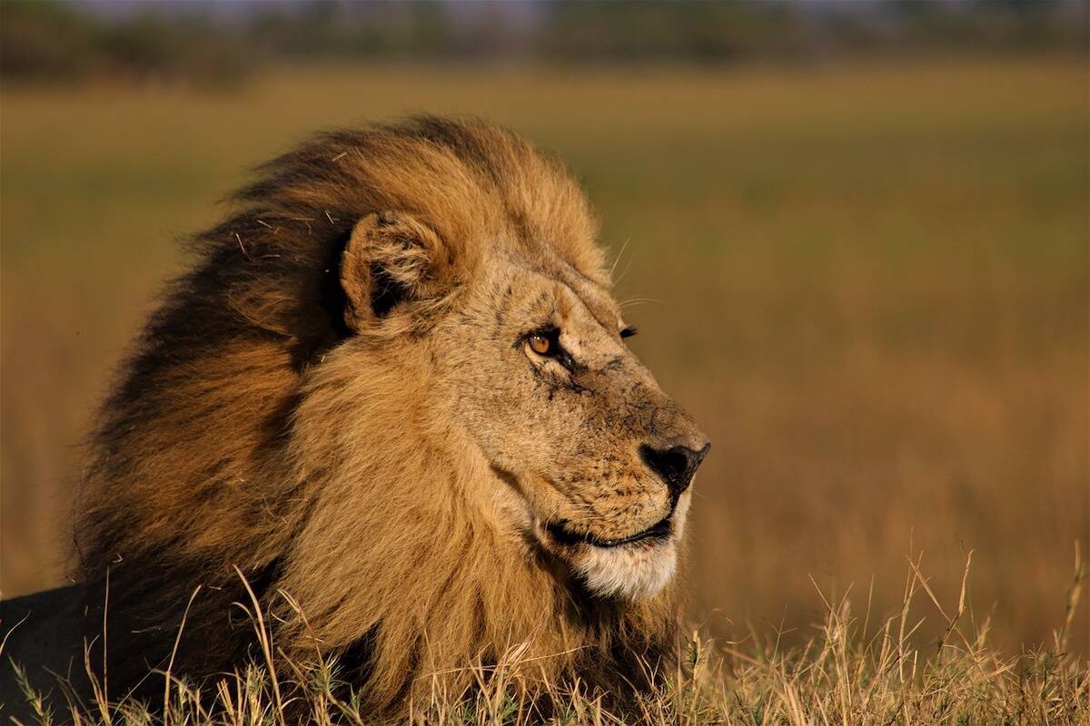 How loud is a lion's roar? And 4 other lion facts, Stories