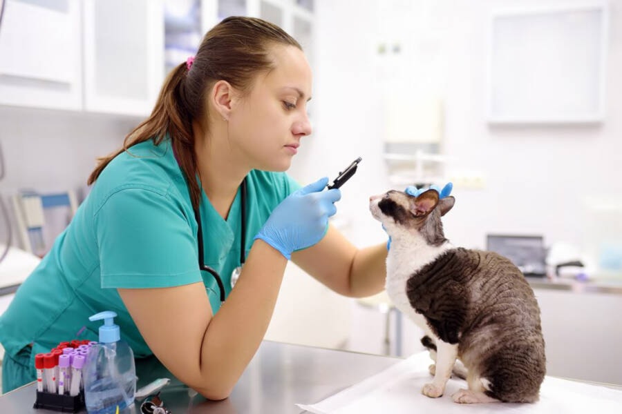 28132725_web1_copy_220217-KCN-vet-shortage-NEWS_1