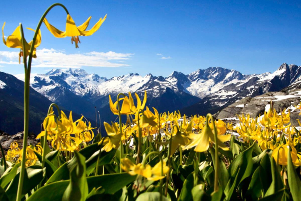 Hermit Glacier Lilies Wildflowers at Glacier National Park. (Parks Canada photo)